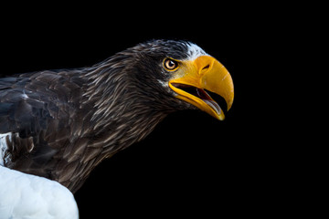 Sea Eagle Steller's with a black background