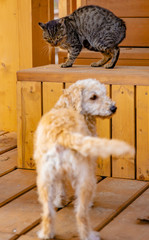 Dog and cat