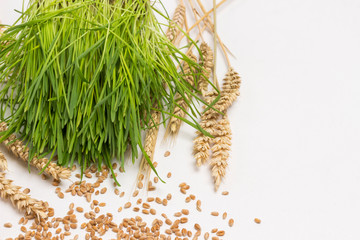 Fresh green sprouted wheat. Spikelets of ripened wheat  and wheat  grains.   Healthy lifestyle. Natural food. .