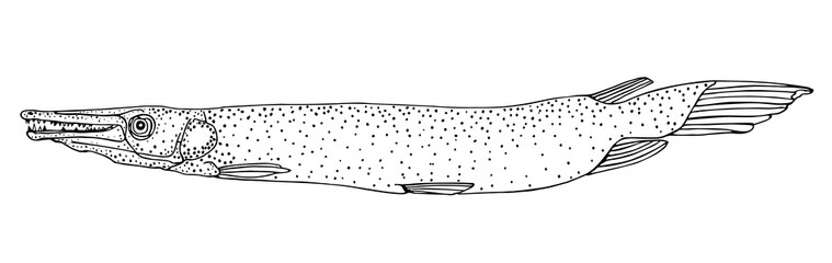 Cuban gar. Black hand drawn realistic outline vector image.