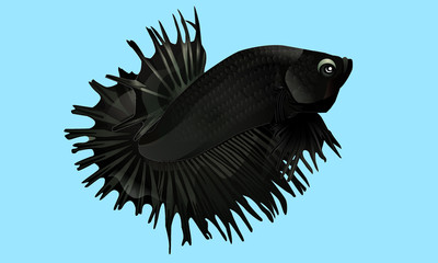 Siamese fighting fish No.3