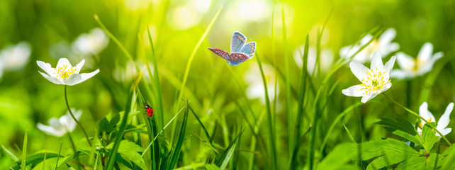 Fototapety  Marzycielski biały wiosenny kwiat zawilec, trawa, biedronka, zbliżenie motyla przed panoramą słońca. Wiosna kwiatowy obraz. Pastelowy złoty stonowany. Makro z nieostrością. Tło karty z pozdrowieniami natury