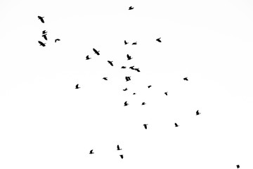 Real photo of flying crows on the white sky hi-res texture for designers