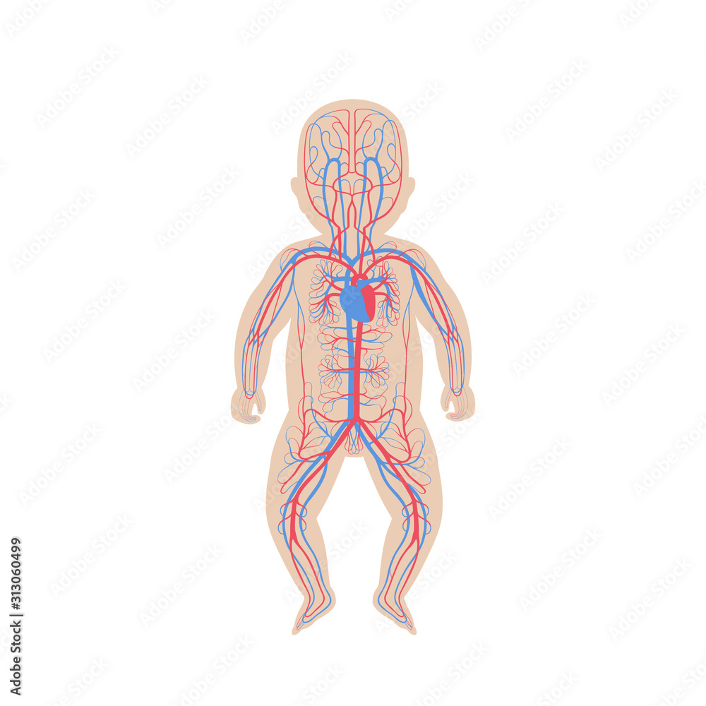 Canvas Prints circulatory system anatomy