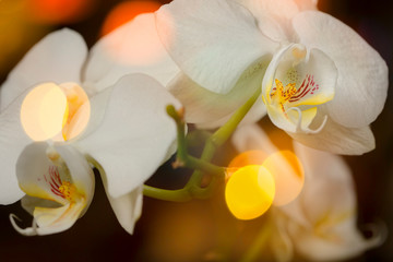 Orquídeas blancas con bokeh