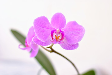 Fototapeta na wymiar Purple beautiful blooming orchid branch closeup picture. Flower macro photo. Nature beauty concept or holiday gift card.