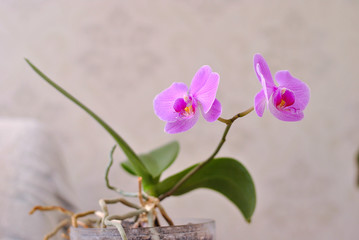 Purple beautiful blooming orchid branch closeup picture. Flower macro photo. Nature beauty concept or holiday gift card.