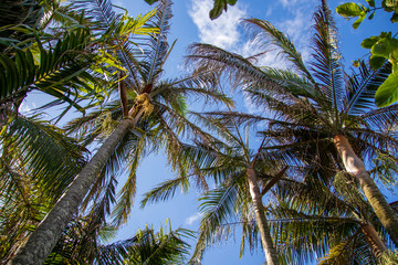 Vu sur le ciel en dessous des cocotiers sur l'&icirc;le de la r&eacute;union