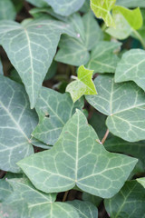Green fresh  Common Ivy leaves on plant .Hedera helix
