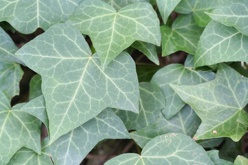 Green fresh  Common Ivy leaves on plant .Hedera helix