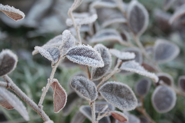 Loropetalum japonica  or Loropetalum chinense f. rubrum 'Fire Dance' bush covered by frost in the...