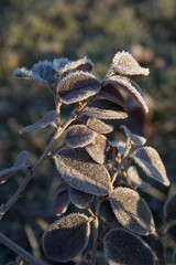 Loropetalum japonica  or Loropetalum chinense f. rubrum 'Fire Dance' bush covered by frost in the garden on winter.  