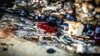 Sea Side Critters