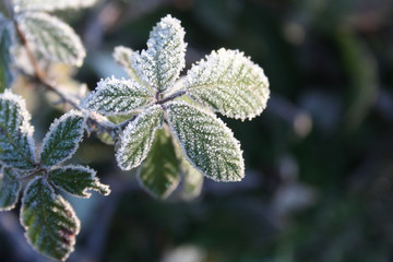 Frost on Blackberry leaves on branch in in the garden. Rubus fruticosus on winter