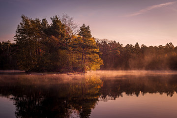 autumn forest