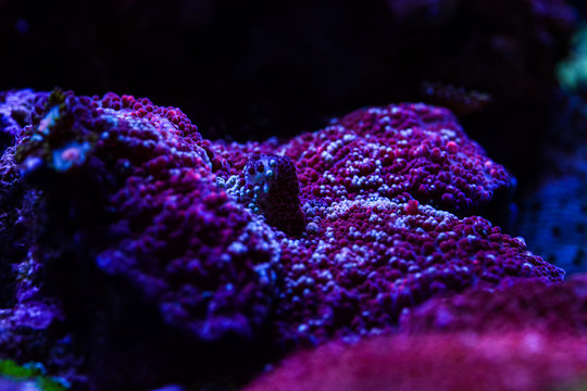 Koralle Scheibenanemone Rot Pink Discosoma