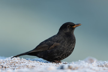 Common blackbird in winter, sitting on the ground