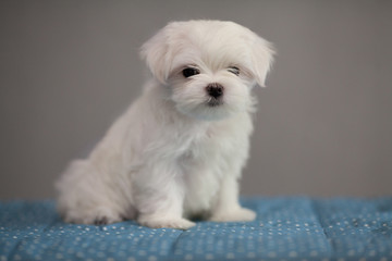 cute, white puppy breed Maltese lapdog in the new year's Studio. Concept: veterinary, canine, kennel