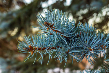 Naklejka na ściany i meble on a blurry background a fluffy branch from a coniferous blue spruce