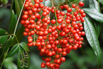 Bunch of red rowan berries on tree, selective focus.