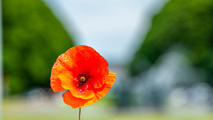 Fototapeta premium Tervuren