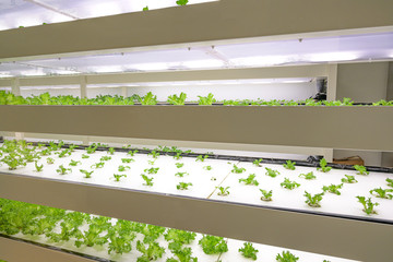 植物工場でレタスを栽培するイメージ