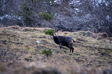 Wild Chamois (Rupicapra rupicapra)