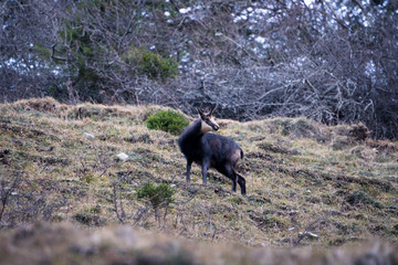 Wild Chamois (Rupicapra rupicapra)