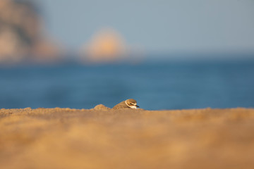 Chorlitejo patinegro (Charadrius alexandrinus) en una playa del Mediterráneo