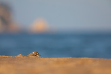 Chorlitejo patinegro (Charadrius alexandrinus) en una playa del Mediterráneo