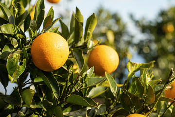 Orange fruit in the tree