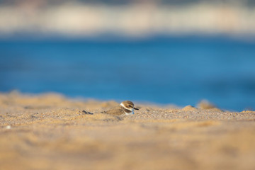 Chorlitejo patinegro (Charadrius alexandrinus) en una playa del Mediterráneo
