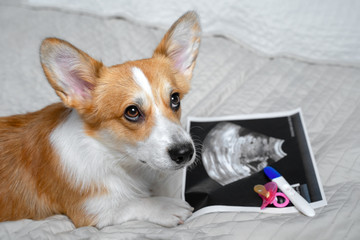Cute ginger and white dog of welsh corgi pembroke breed, lying on white cover on the bed or sofa close to the x-ray shoot of pregnancy, baby pacifier and pregnancy test.