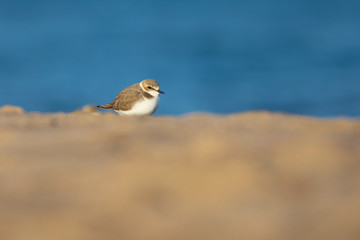 Chorlitejo patinegro (Charadrius alexandrinus) en una playa del Mediterráneo