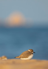 Chorlitejo patinegro (Charadrius alexandrinus) en una playa del Mediterráneo