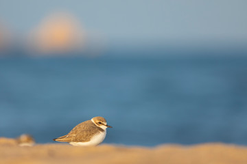 Chorlitejo patinegro (Charadrius alexandrinus) en una playa del Mediterráneo
