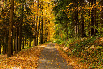 Yellow leaves on the alley in autumn forest