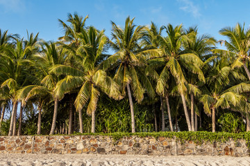 Fototapeta premium Group of beautiful big Cocos nucifera palms is on the yellow beach and blue sky background