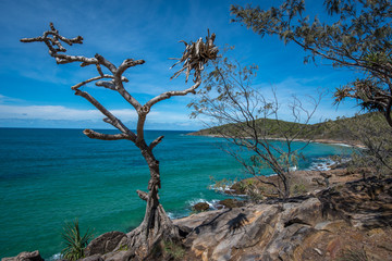 Fototapeta na wymiar tree on the shore of the sea