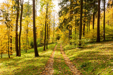 Obraz premium Autumn forest trees. nature green wood sunlight backgrounds.