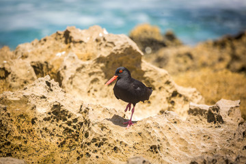 African oystercatcher (Haematopus moquini) on top of a rock at the coast of De Hoop Nature Reserve,...