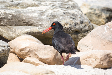 African oystercatcher (Haematopus moquini) looking back while walking on the coast of De Hoop...