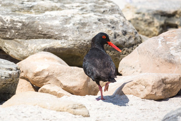 African oystercatcher (Haematopus moquini) looking back while walking on the coast of De Hoop Nature Reserve, South Africa