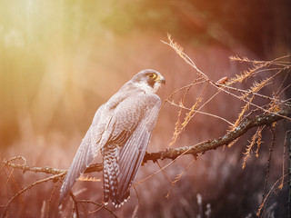 Peregrine falcon (Falco peregrinus) sitting on orange deciduous larch. Peregrine falcon on autumn...