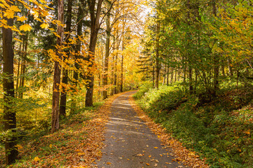 Fototapeta premium Yellow leaves on the alley in autumn forest