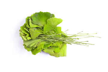 Ginkgo leaf isolated. Gingko tree plant green leaves isolated on white background, close-up