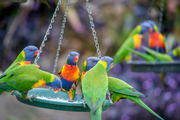 colorful parrot on a feeder