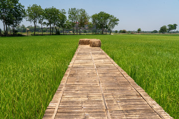 Fototapeta na wymiar Rice Field with Bamboo Walkway - Karnjanaburi Thailand