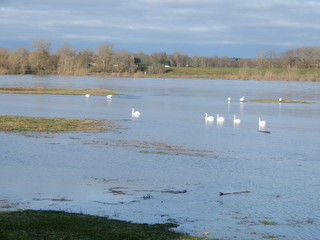 Cygnes sur la Loire en hiver, Chaumont sur Loire, Loir et Cher, Val de Loire, France