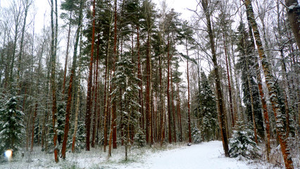 forest in winter